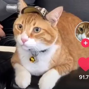 Meet your Posher, Shelby